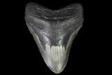 Large, Fossil Megalodon Tooth - Visible Serrations #75544-1